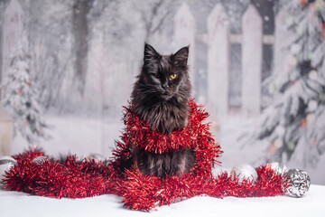 Maine Coon Navidad