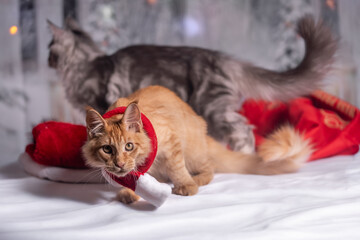 Maine Coon Navidad