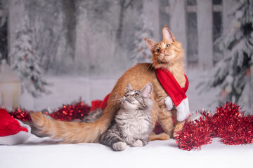 Maine Coon Navidad