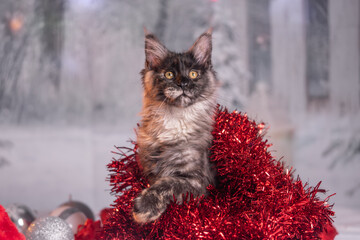 Maine Coon Navidad