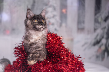 Maine Coon Navidad
