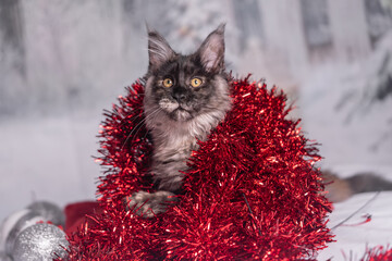 Maine Coon Navidad
