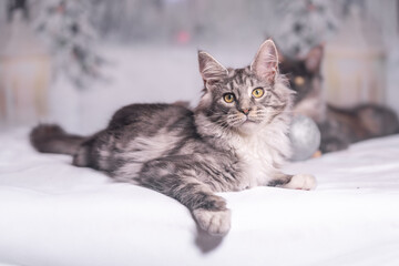 Maine Coon Navidad