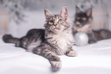 Maine Coon Navidad