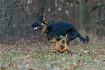 The picture shows a German Shepherd Dog (GSD).