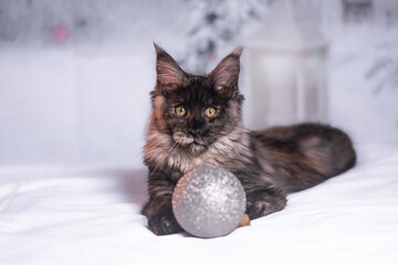 Maine Coon Navidad