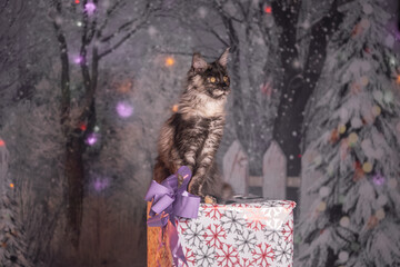 Maine Coon Navidad