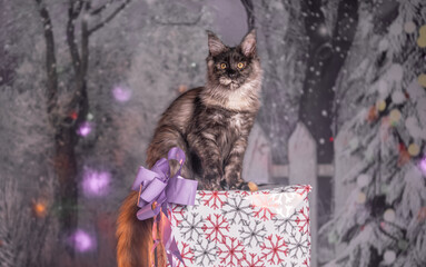 Maine Coon Navidad