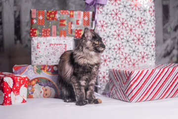 Maine Coon Navidad