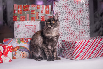 Maine Coon Navidad