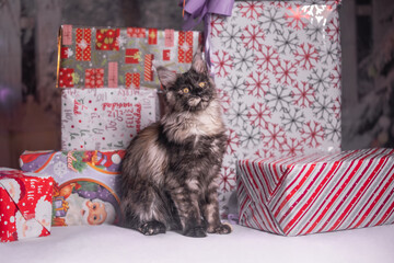 Maine Coon Navidad