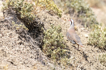 Obraz premium A wild chukar grazing in a wilderness area in Colorado.