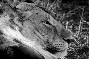 Monochrome image lion (Panthera leo) portrait from close-up and side of head