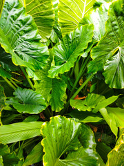 A bunch of fresh green, broad taro leaves in the garden, perfect for a tropical natural backdrop.