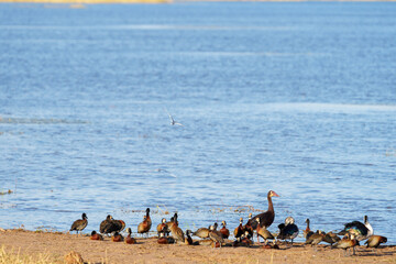 Standing spur-winged goose surrounded by white-faced whistling ducks (Plectropterus gambensis) on edge of pond.