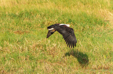 African fish eagle (Haliaeetus vocifer). in flight low over grassland