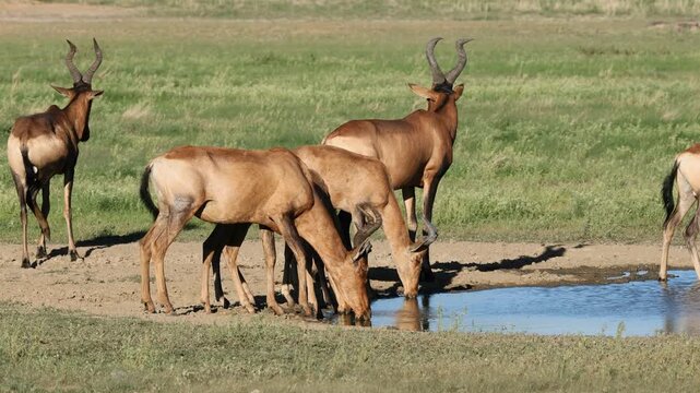 A group of red hartebeest antelopes (Alcelaphus buselaphus) drinking at a waterhole, Kalahari desert, South Africa
