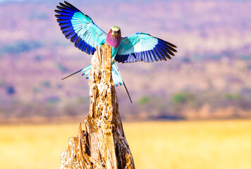 lilac-breasted roller (Coracias caudatus) in flight arrives at old tree stump to perch in Tarangire National Park