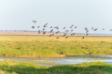 Waterbirds in flight over Tarangire National Park wetland a flock of White-faced Whistling-Duck (Dendrocygna viduata)