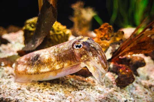 Cuttlefish resting on seabed rocks with mottled camouflage pattern and detailed skin texture