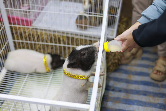 Hungry mini pig drinking milk from plastic bottle while standing in white wire cage near sleeping friend wearing cute gold chain collar with happy curious expression