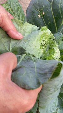 Hand holds and reveals a cabbage leaf, Brassica oleracea var. capitata, showing two Tobacco Caterpillars, Spodoptera litura, crawling among pest holes and frass.
