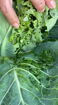 Hand lifts and reveals the damaged interior of a cabbage, Brassica oleracea var. capitata, showing a crawling Tobacco Caterpillar, Spodoptera litura, among frass and holes.