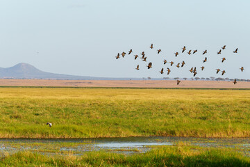 Waterbirds in flight over Tarangire National Park wetland a flock of White-faced Whistling-Duck (Dendrocygna viduata)