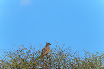 a Brown Snake-Eagle (Circaetus cinereus) profile portrait with solid brown plumage and golden eye perched in top of bush