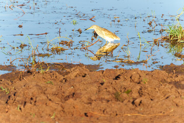 Squacco Heron (Ardeola ralloides) in non-breeding plumage reflected while wading in wetland pond in Tarangire National Park