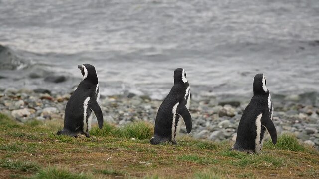 Punta Arenas, Chile : Footage of group of penguin by pacific ocean in Magdalena island near Puntas Arenas of Patagonia in Chile