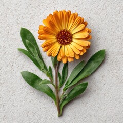Single Orange Calendula Flower with Green Leaves on Textured Gray Background