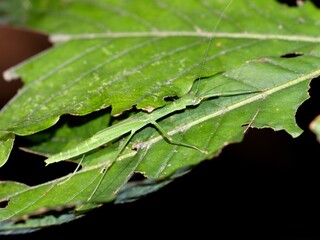 OLYMPUS DIGITAL CAMEPink-winged stick insect Micadina phluctainoides of Diapheromeridae mimics a...
