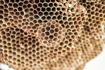 Close-up of natural honeycomb structure with hexagonal cells, showing organic texture, repetition, and geometric pattern, symbolizing nature, bees, ecology, and biological design.