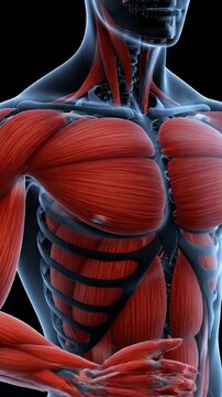 Detailed 3D Animation of Human Muscular System with Red Muscles on Transparent Background for Medical Study 190