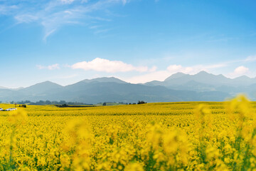 Beautiful scenic landscape of canola field in spring with mountains at Luoping, China