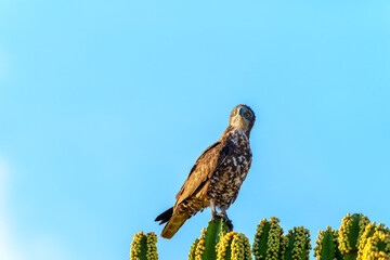 Brown Snake Eagle (Circaetus cinereus) specialist raptor hunts snakes and reptiles is here perched atop candelabra tree (euphorbia ingens) against blue sky in Tarangire National Park.