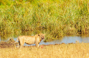 African lions (Panthera leo)  with remains of kill by wetland in Tarangire National Park