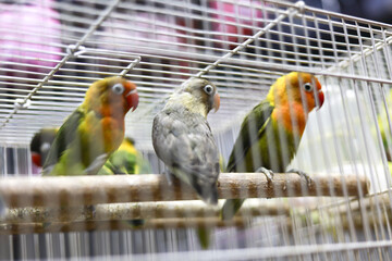 Colorful tropical small parrot standing calm wooden stick metal cage with other birds blurred...