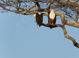 two African fish eagles (Haliaeetus vocifer) perched together high in tree in Tarangire National park.