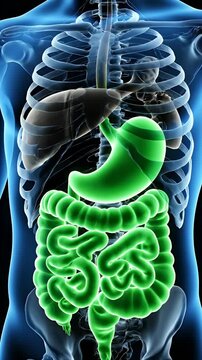 Realistic 3D Animation of the Human Digestive System Skeleton Intestine Stomach Liver Anatomical Model on Blue
