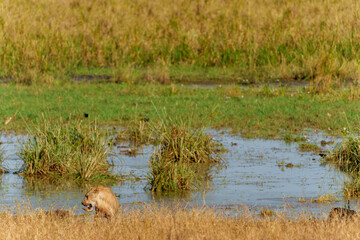 African lions (Panthera leo)  juvenile male  by wetland in Tarangire National Park