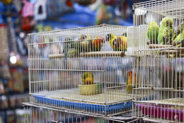 Cute colorful lovebird parrot inside metal cage at pet shop market waiting for new owner with lonely feeling on perching stick while eating food