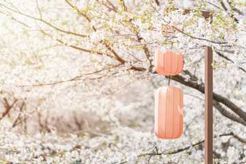 Decorative lanterns at the Sakura cherry blossom blooming Festival on a clear spring day