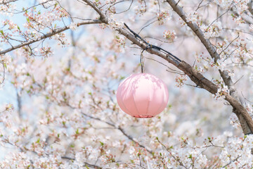 The wind blows pink decorative lanterns at the Sakura cherry blossom blooming Festival on a clear spring day