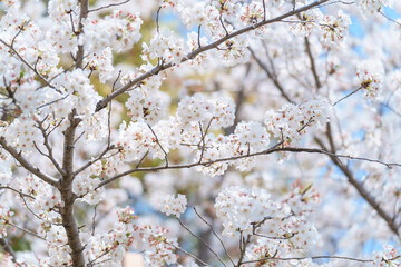 Sakura cherry blossom blooming Festival on a clear spring day