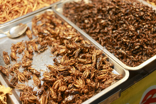 Fried Insect Images – Browse 15,178 Stock Photos, Vectors, and Video ...