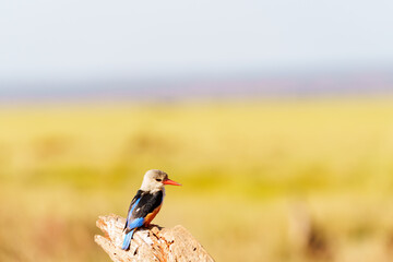 Beautiful grey-headed kingfisher (Halcyon leucocephala) resting on stump