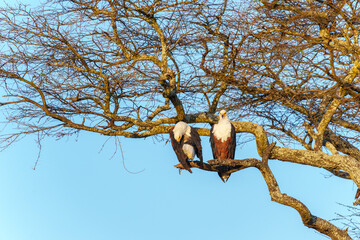 two African fish eagles (Haliaeetus vocifer) perched together high in tree in Tarangire National park.