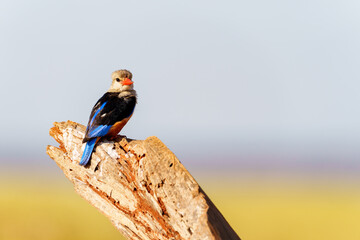 Beautiful grey-headed kingfisher (Halcyon leucocephala) resting on stump